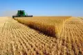 Una cosechadora trabaja en el campo. Archivo