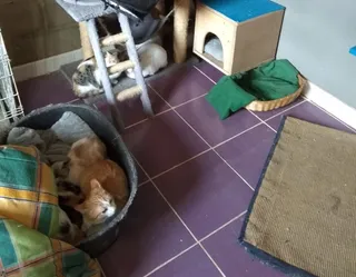 Gatos 04