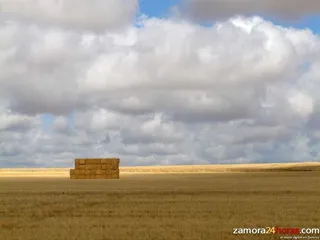 UCCL pide que se incluya “de inmediato” a Castilla y León en el plan de vigilancia promovido por el Gobierno de España