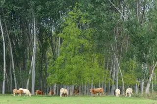 Rebaño de vacas pastando