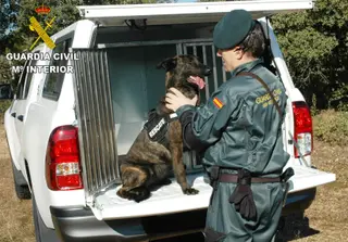 El grupo cinológico de la Guardia Civil. Archivo