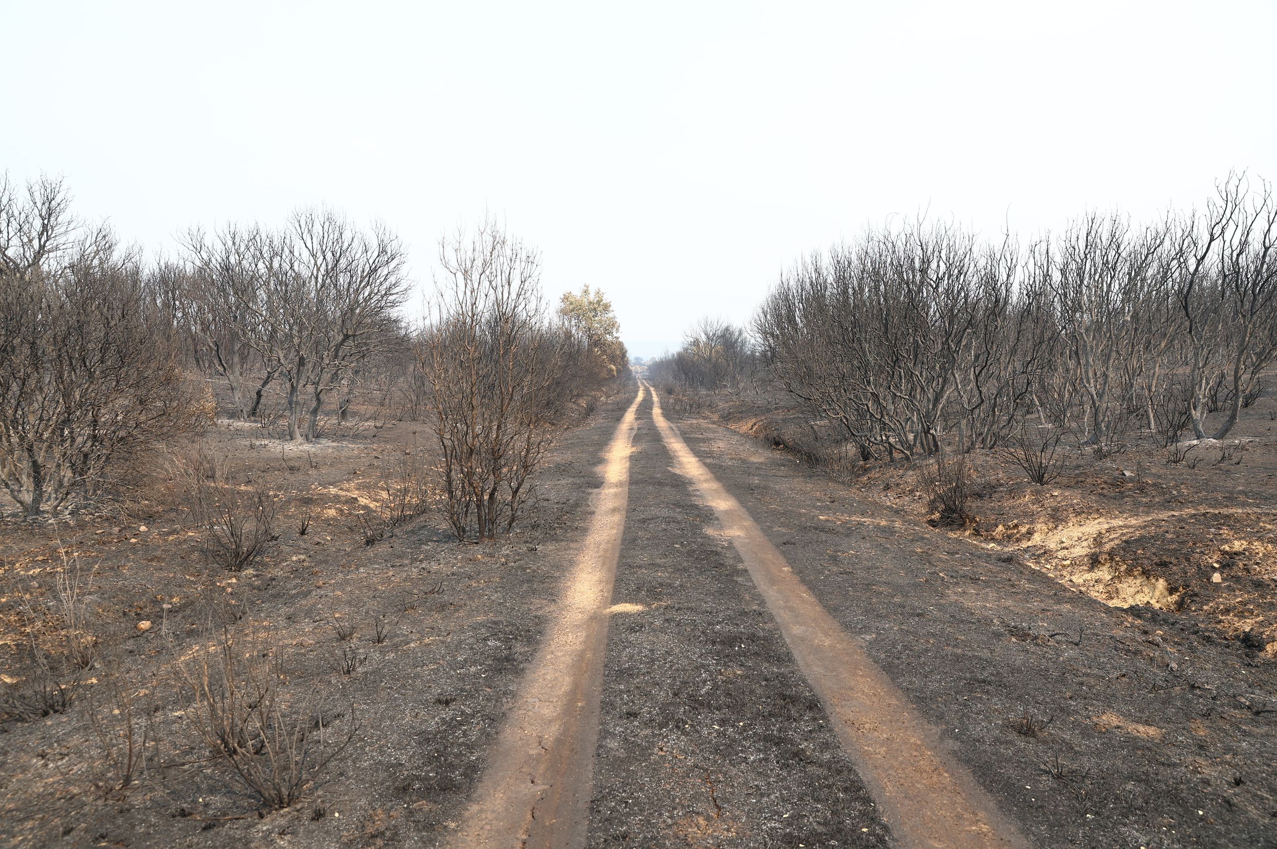 Paisaje calcinado de Molezuelas de la Carballeda | Pool Moncloa/Fernando Calvo