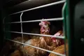 Gallinas en una granja.