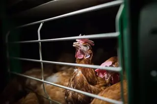 Gallinas en una granja.