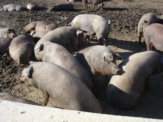 Porcino y vacuno, animadores de una lonja de Salamanca de todos los colores