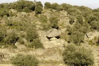 La Guardia Civil encuentra un pastor alemán apaleado y moribundo en Bermillo