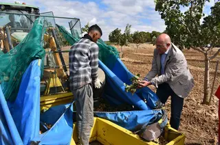 Recogida del pistacho en Zamora