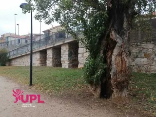 Estado de los árboles en Zamora. UPL