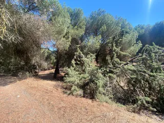 Bosque de Valorio (1)