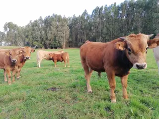 Archivo Vacas. EUROPA PRESS