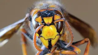Avispa Asiática