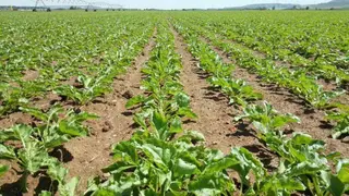 Cultivos agrícolas. Suelo agrario. Agricultura. Archivo.