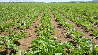 Cultivos agrícolas. Suelo agrario. Agricultura. Archivo.