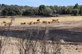Una explotación afectada en el incendio de Fermoselle