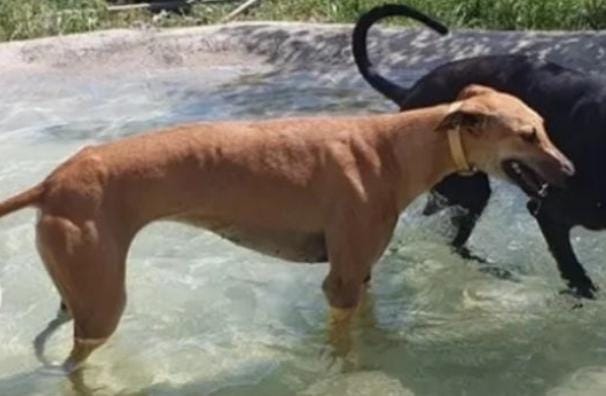 Uno De Los Galgos Robados 