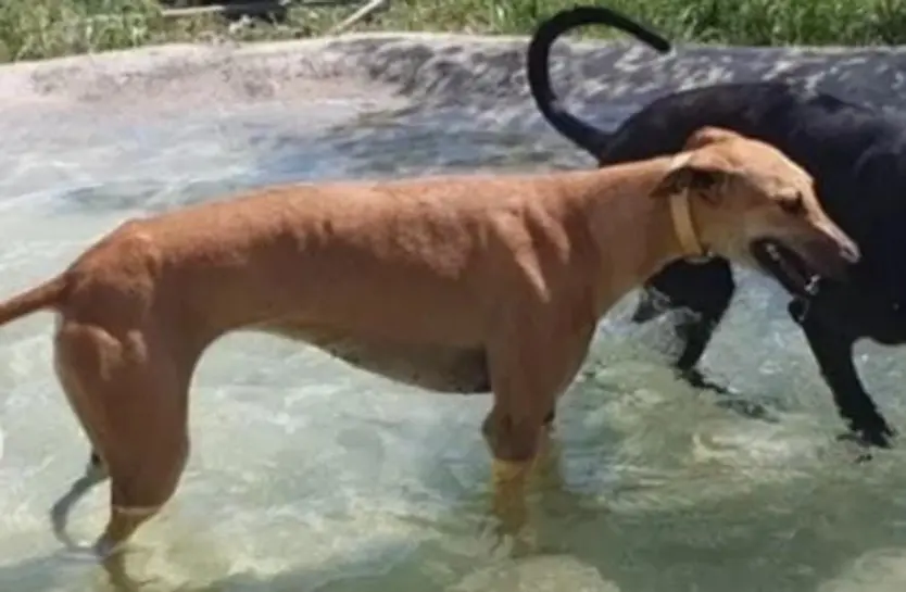 Uno De Los Galgos Robados