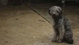 Perro abandonado
