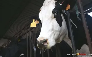 El Programa de Desarrollo Rural 2014-2020 apoya al vacuno de carne
