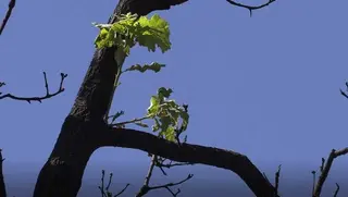 Imagen de un árbol calcinado