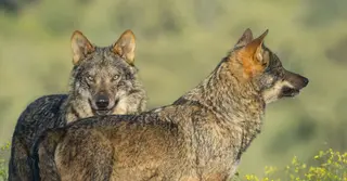 Unos lobos. Archivo