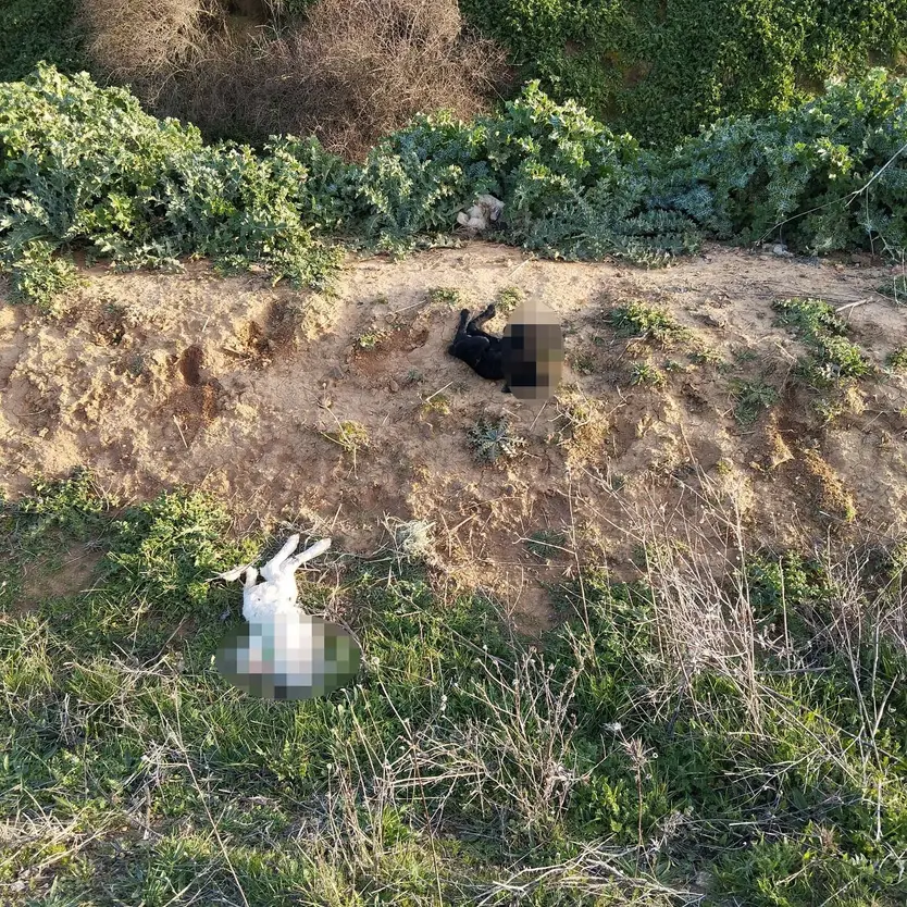 Animales muertos Villanueva del Campo