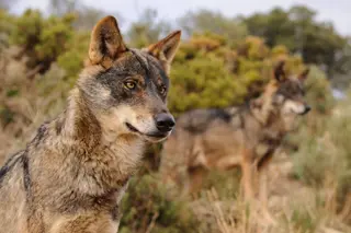 Ejemplar de un lobo ibérico