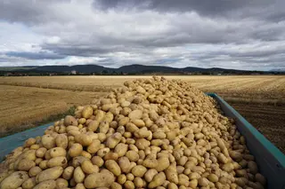 Imagen de una cosecha de patatas