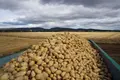 Imagen de una cosecha de patatas