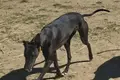 Uno de los galgos robados. RRSS