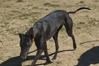 Uno de los galgos robados. RRSS