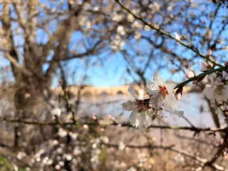 Los almendros florecen en Zamora con el Puente de Piedra como telón de fondo | María Lorenzo