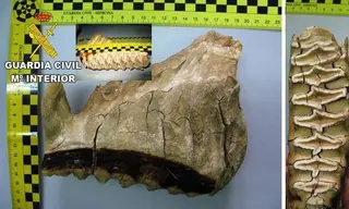 La pieza dental de elefante africano encontrada en Zamora, incluida en la operación 'Thunderbird'