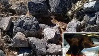 “Chispa”, la perra apaleada en Bermillo, operada con éxito