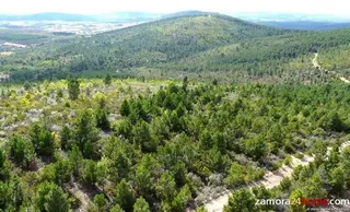 La Junta licita tratamientos forestales en la provincia de Zamora por 125.000 euros