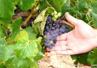 La Denominación de Origen de Toro, una de las cinco mejores de España