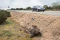 Jabalí muerto en la carretera CL-527-ICAL 