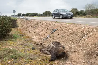 Jabalí muerto en la carretera CL-527-ICAL