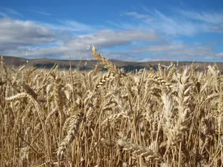 Cereales en el campo