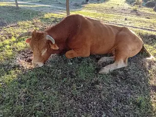 Toro afectado y que se quedó cojo por la EHE.
