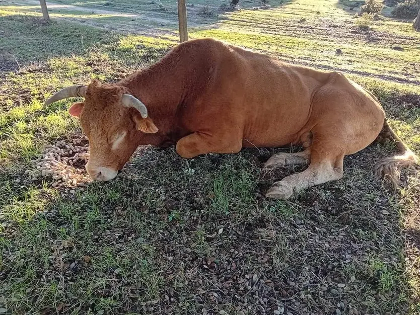 Toro afectado y que se quedó cojo por la EHE.