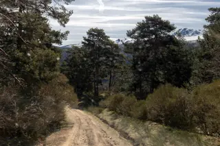 Archivo. Camino forestal