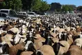 Centenares de ovejas atravesaron este sábado la localidad de San Vitero | María Lorenzo