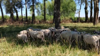 Ganado ovino
