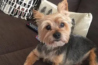 Pocholo perro