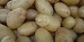 Patatas. Archivo