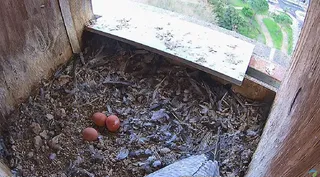 Huevos de halcón peregrino en Zamora | Emisión Seo Bird Life