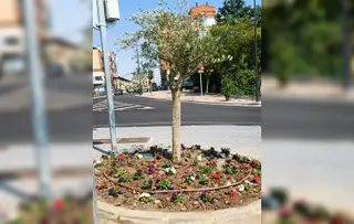 Olivo en la glorieta de la cuesta del Bolón
