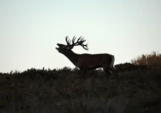 Ciervo durante la berrea en la Sierra de la Culebra. Archivo.