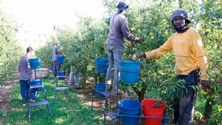 Inmigrantes trabajando en el campo. Archivo