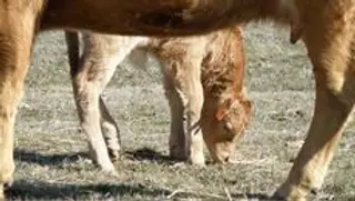 Tuberculosis bovina. Archivo